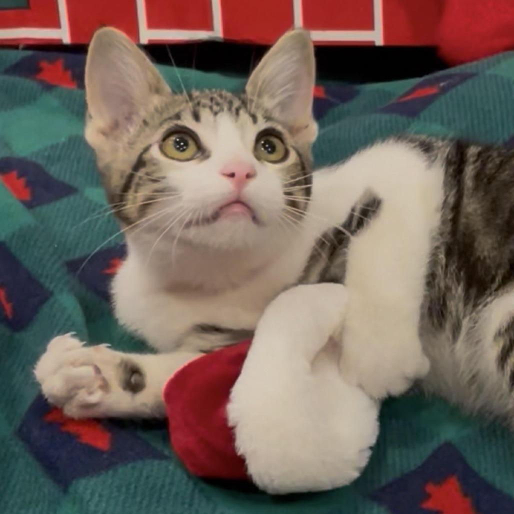 Smoothie — thumbnail 2