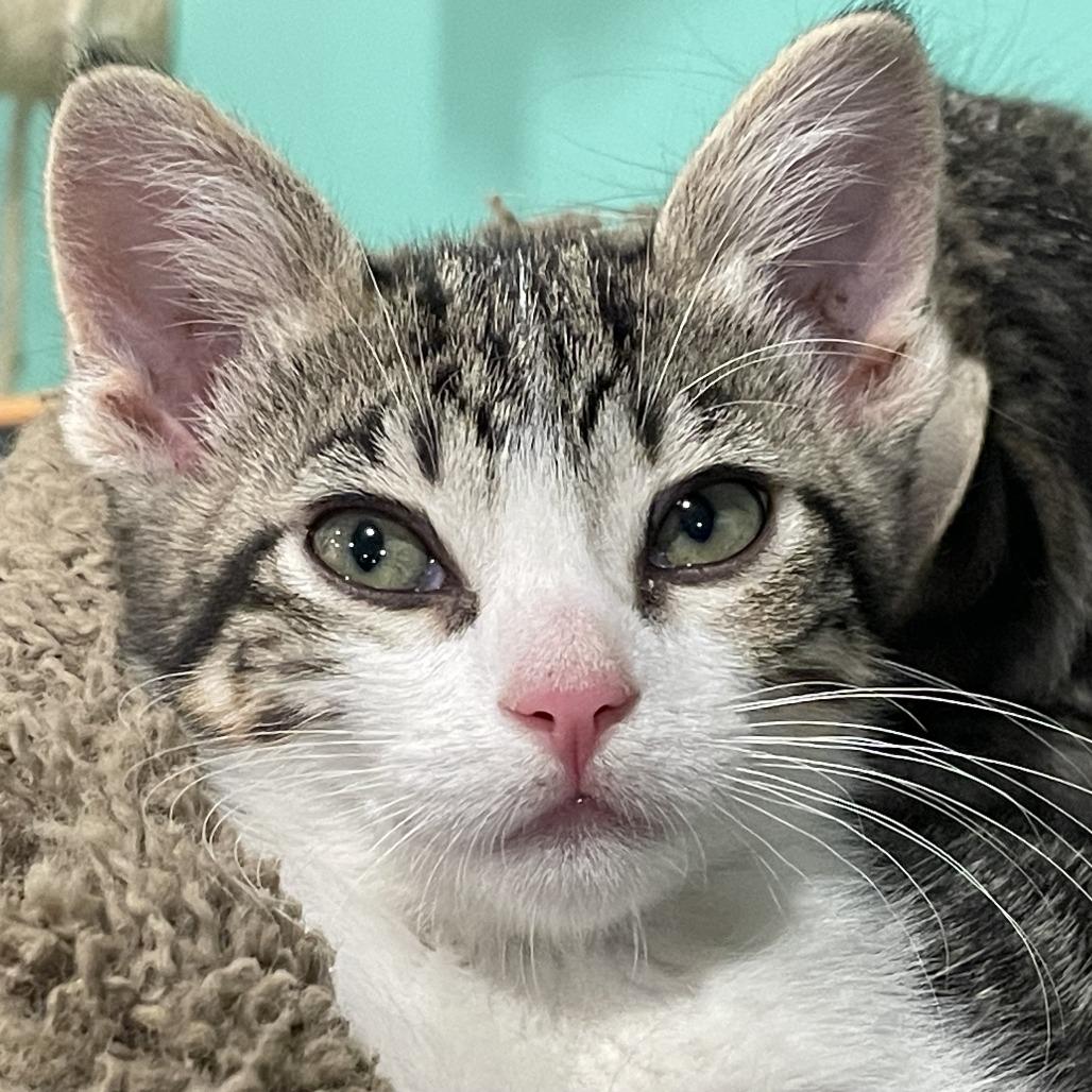 Smoothie — thumbnail 3