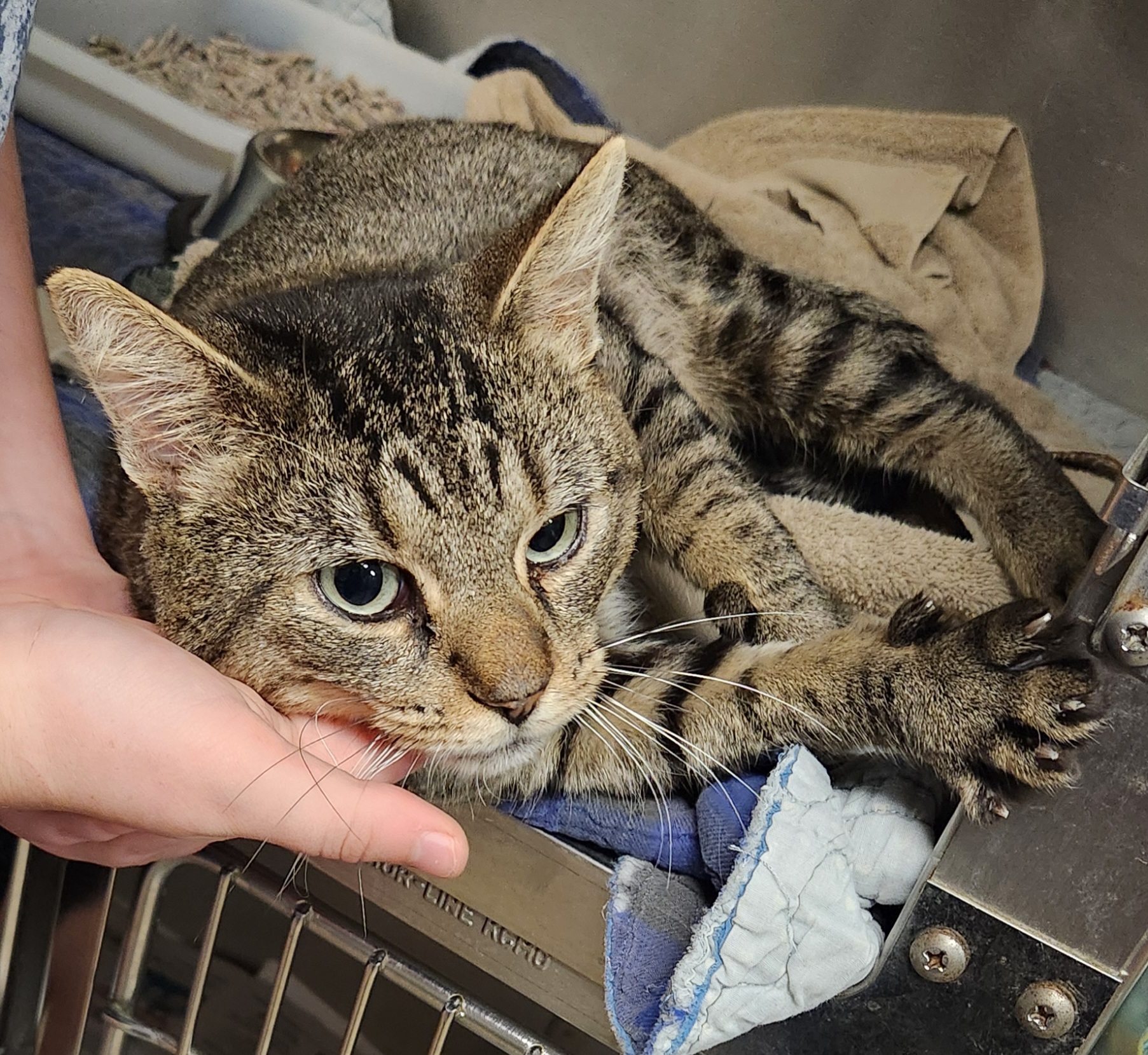 Cat for adoption Mr. Binx, a Domestic Short Hair in Zimmerman, MN