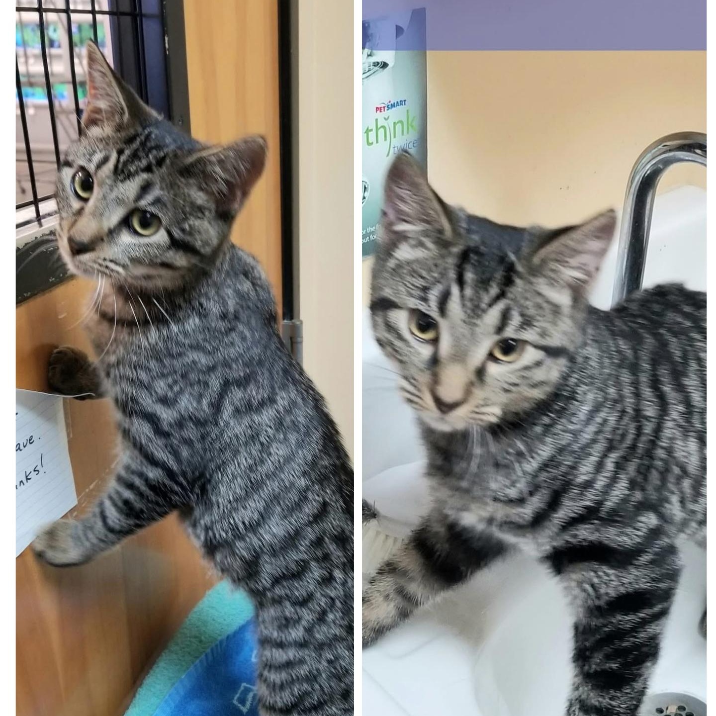 Enlarge Maeve & Maya, an adopted Domestic Short Hair in New Port Richey, FL image 1/1