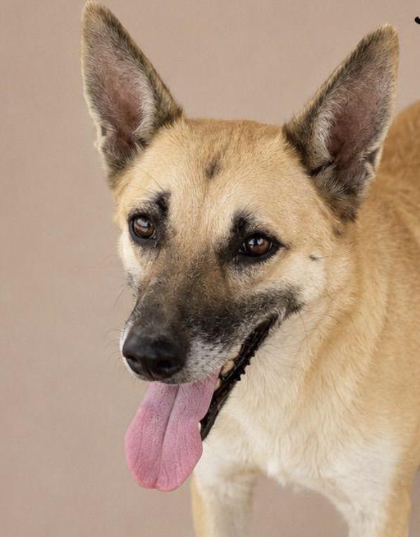Enlarge ROSY JOY (out of town), a Adoptable mixed breed in New York, NY image 2/2