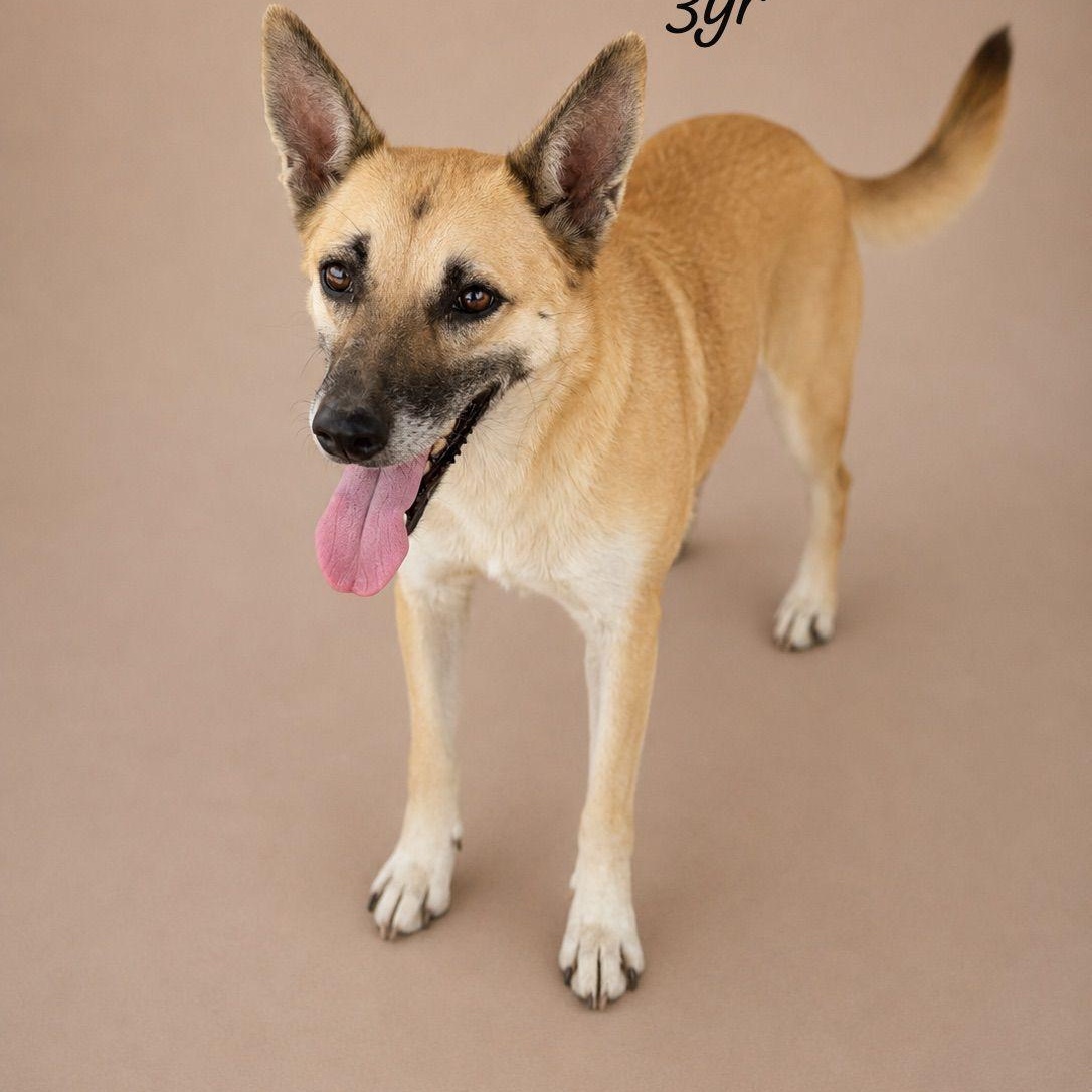 ROSY JOY (out of town), Adoptable, Young Female Labrador Retriever & Carolina Dog.