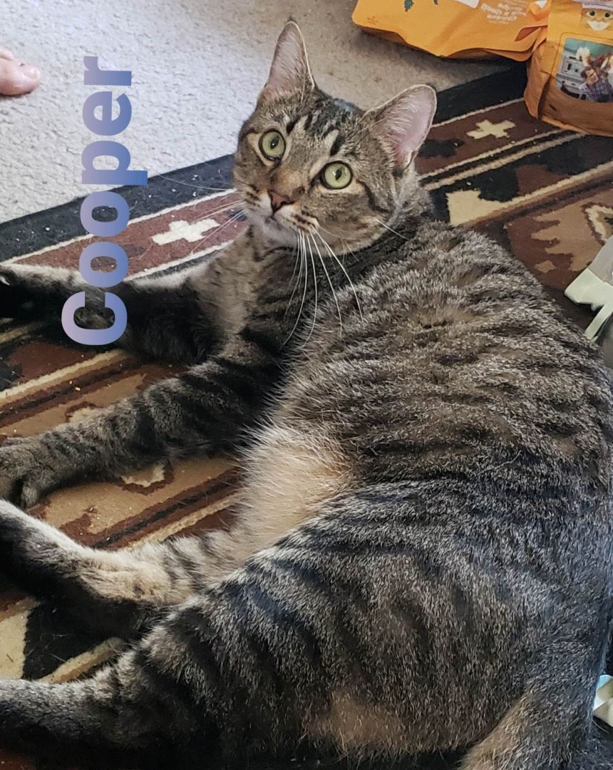 Enlarge COOPER, a Adopted Tabby in Toronto, ON image 1/2