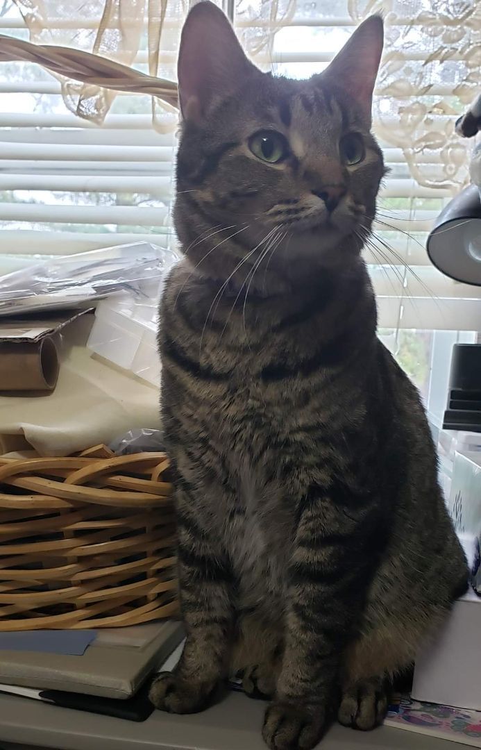 Enlarge COOPER, a Adopted Tabby in Toronto, ON image 2/2