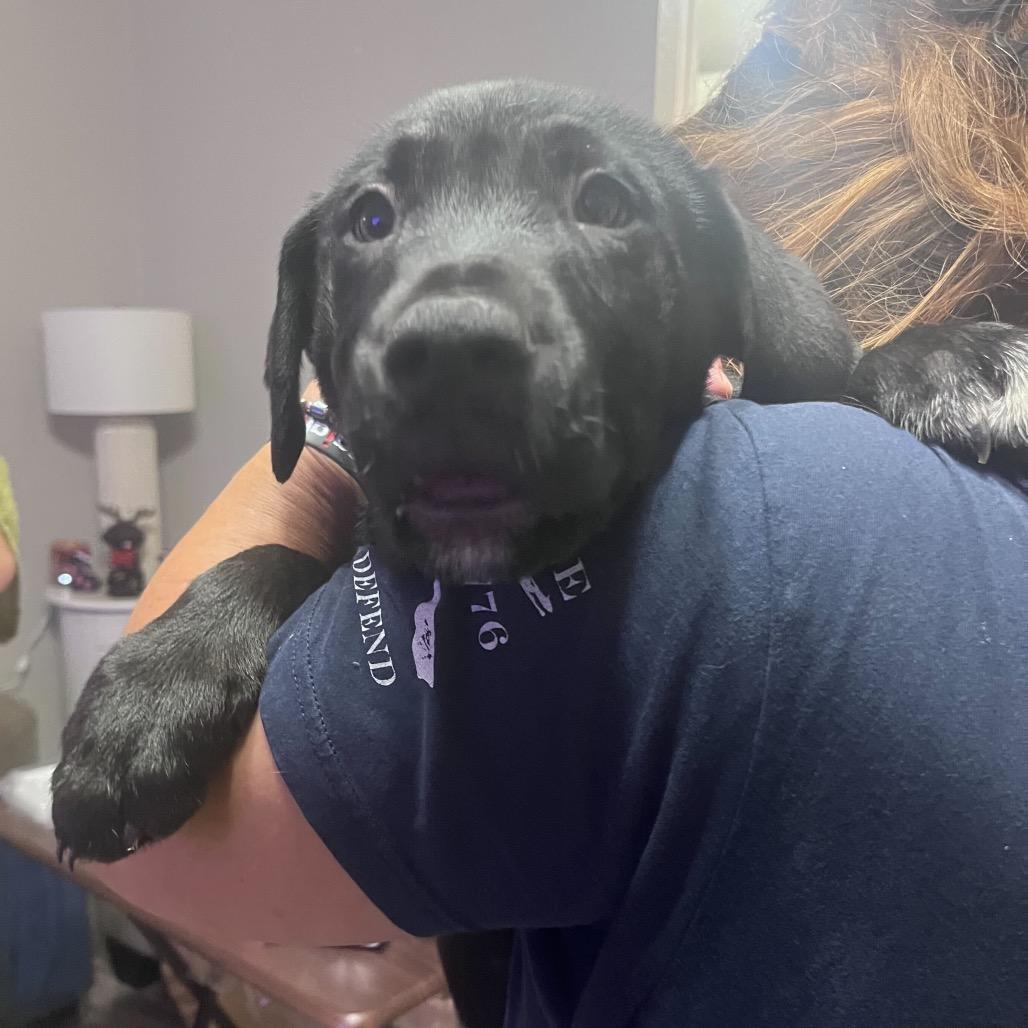 Enlarge Olympic, a Adoptable Mixed Breed in Waco, TX image 1/2