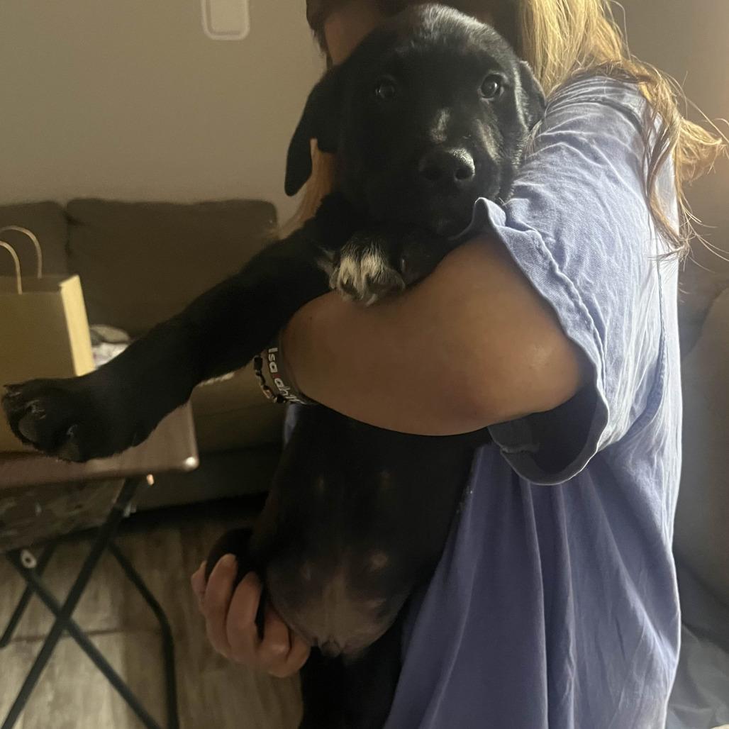 Enlarge Olympic, a Adoptable Mixed Breed in Waco, TX image 2/2