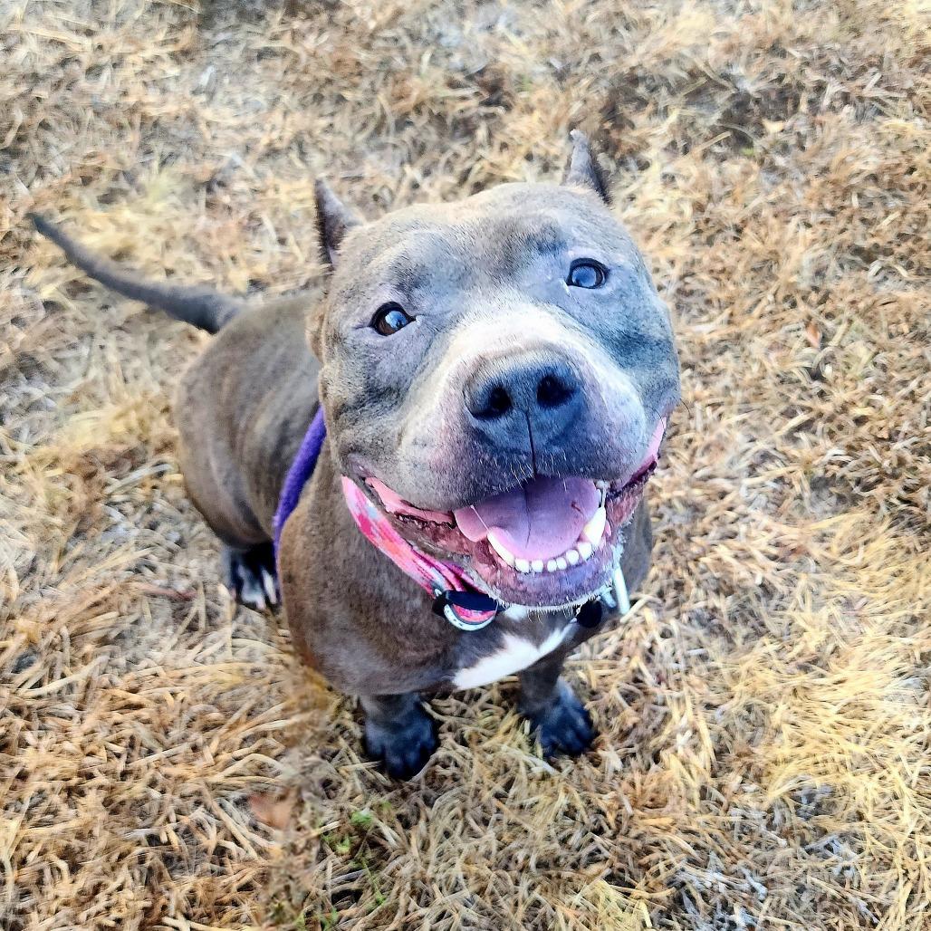Petunia, Adoptable, Adult Female Pit Bull Terrier.