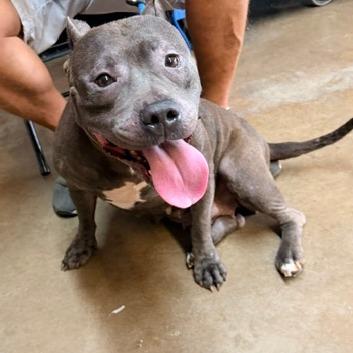 Enlarge Petunia, a Adoptable Pit Bull Terrier in Denison, TX image 2/6