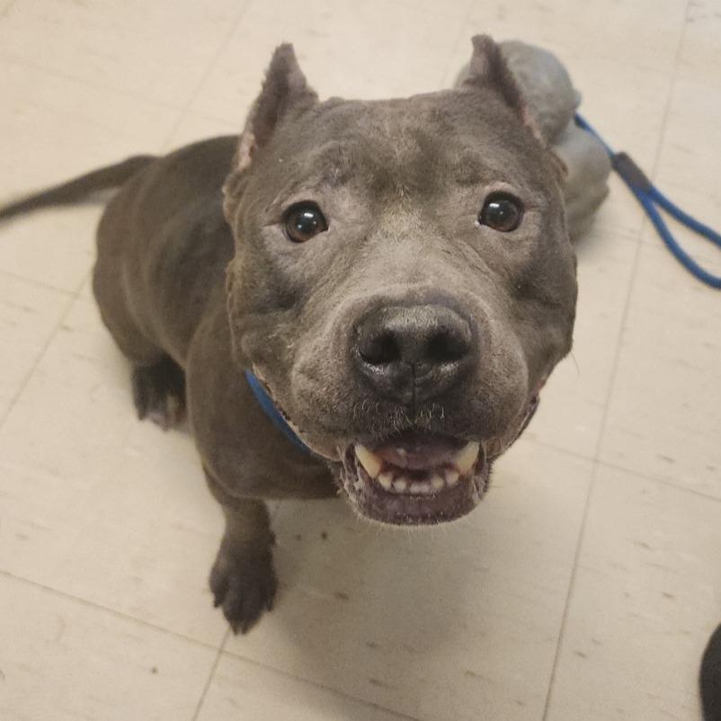Enlarge Petunia, a Adoptable Pit Bull Terrier in Denison, TX image 3/6