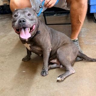 Enlarge Petunia, a Adoptable Pit Bull Terrier in Denison, TX image 4/6