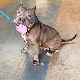 Enlarge Petunia, a Adoptable Pit Bull Terrier in Denison, TX image 5/6