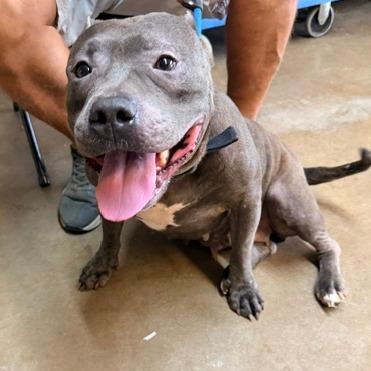 Enlarge Petunia, a Adoptable Pit Bull Terrier in Denison, TX image 6/6