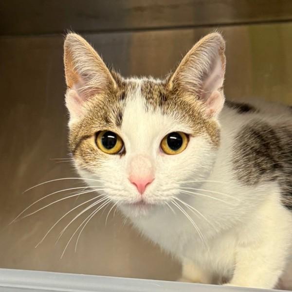 Enlarge Buttons, a Adoptable mixed breed in Oakville, ON image 1/1