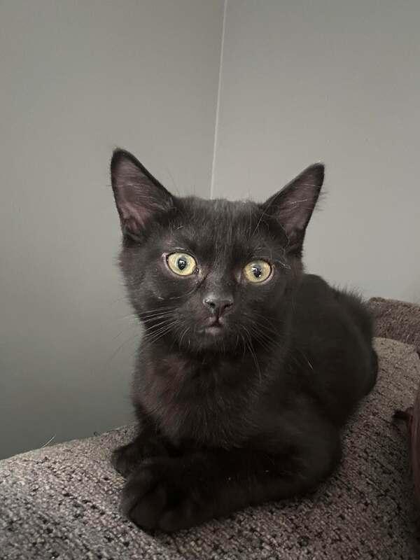 Blizzard, adopted, Kitten Male Domestic Short Hair.