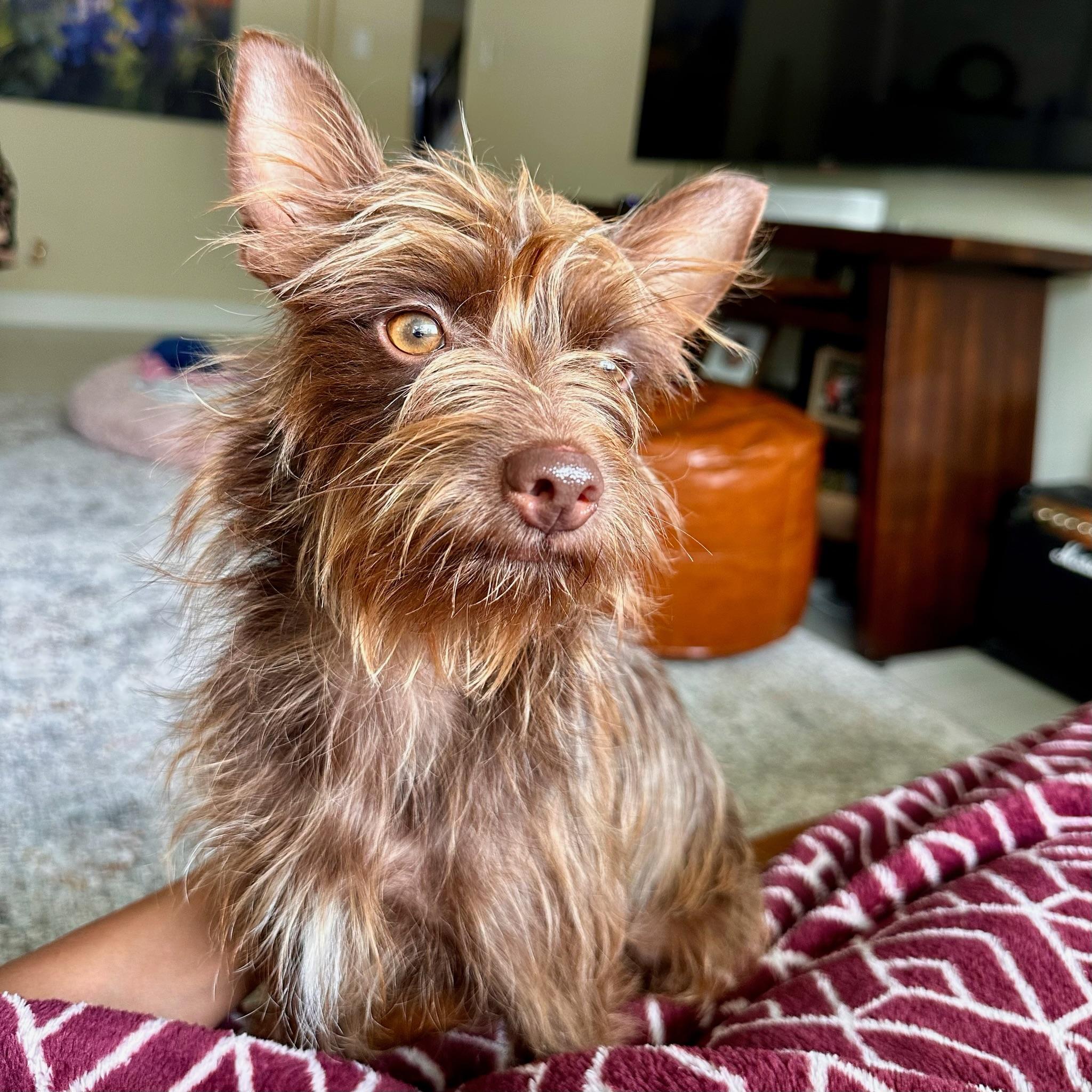 Enlarge Honey, a Adopted mixed breed in Houston, TX image 5/6