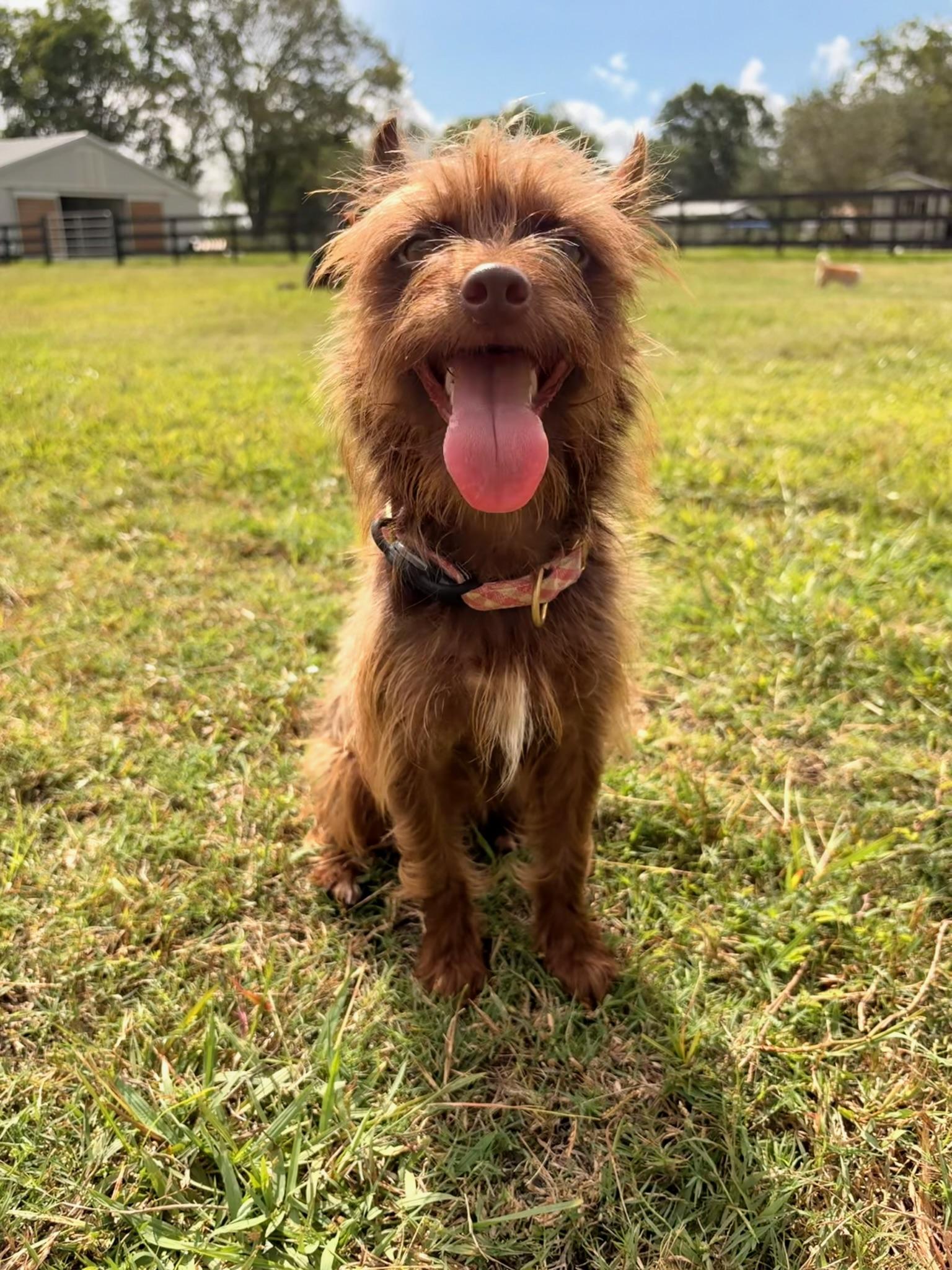 Enlarge Honey, a Adopted mixed breed in Houston, TX image 2/6