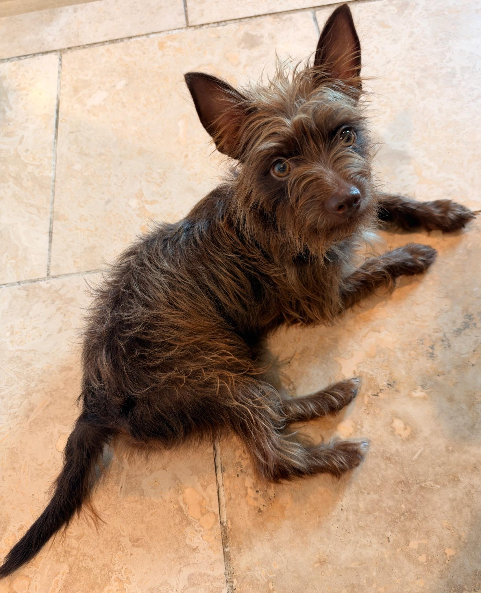Enlarge Honey, a Adopted mixed breed in Houston, TX image 3/6