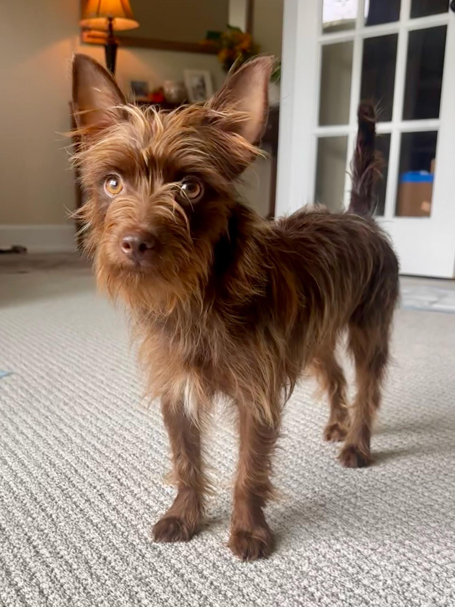 Honey, Adopted, Adult Female Chihuahua & Yorkshire Terrier.