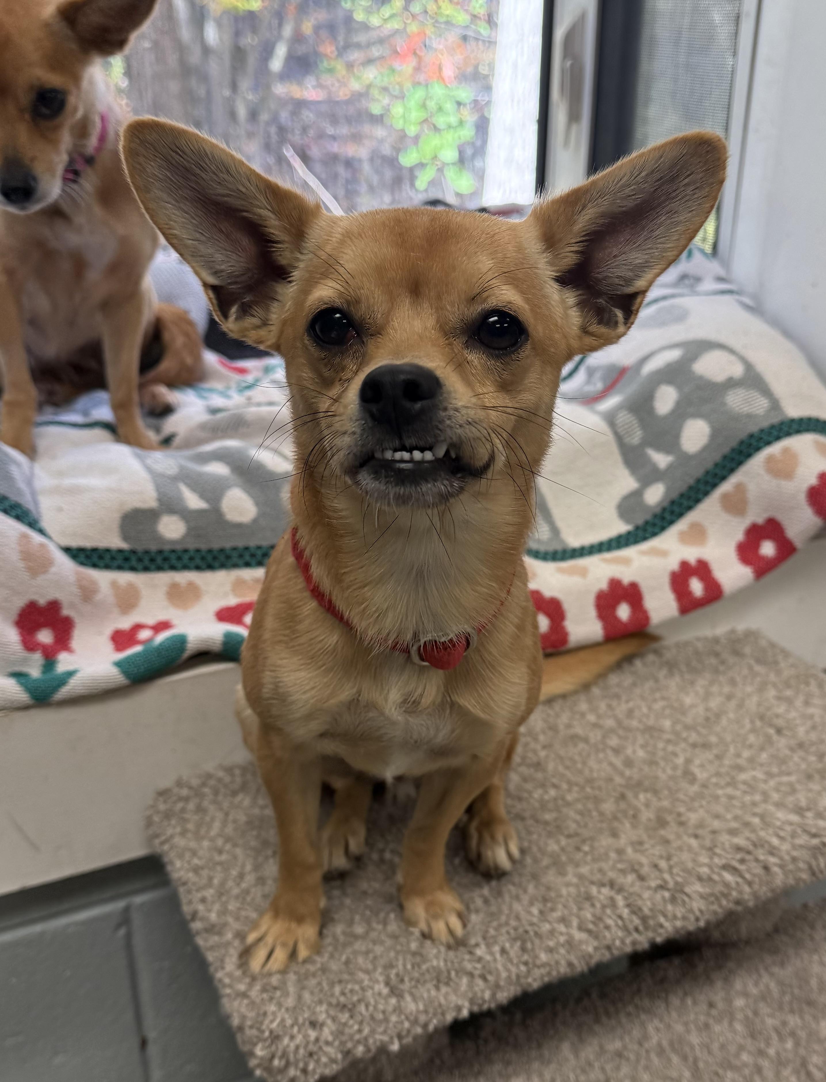 Sol, a Adoptable Chihuahua in Sudbury, MA image 2/3