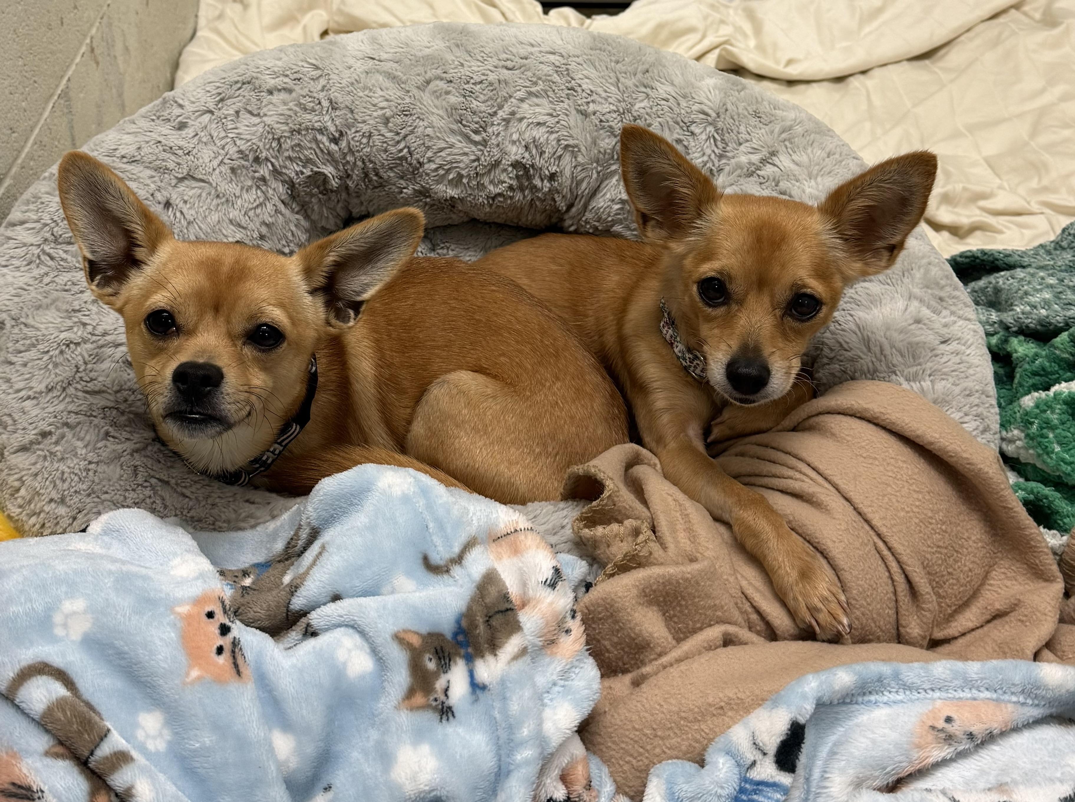 Sol, a Adoptable Chihuahua in Sudbury, MA image 3/3