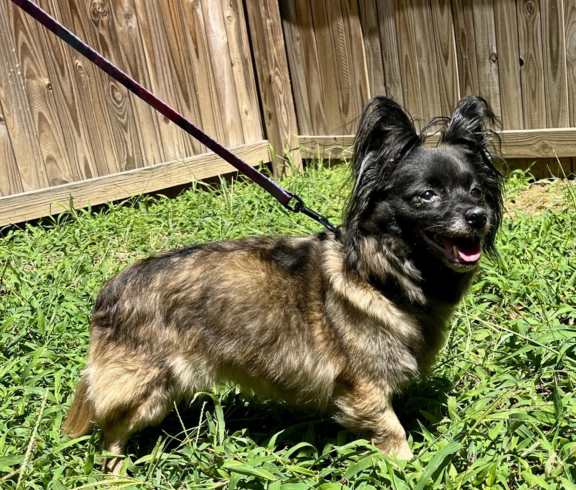 Genevieve, a Adoptable mixed breed in Bowie, MD image 1/4