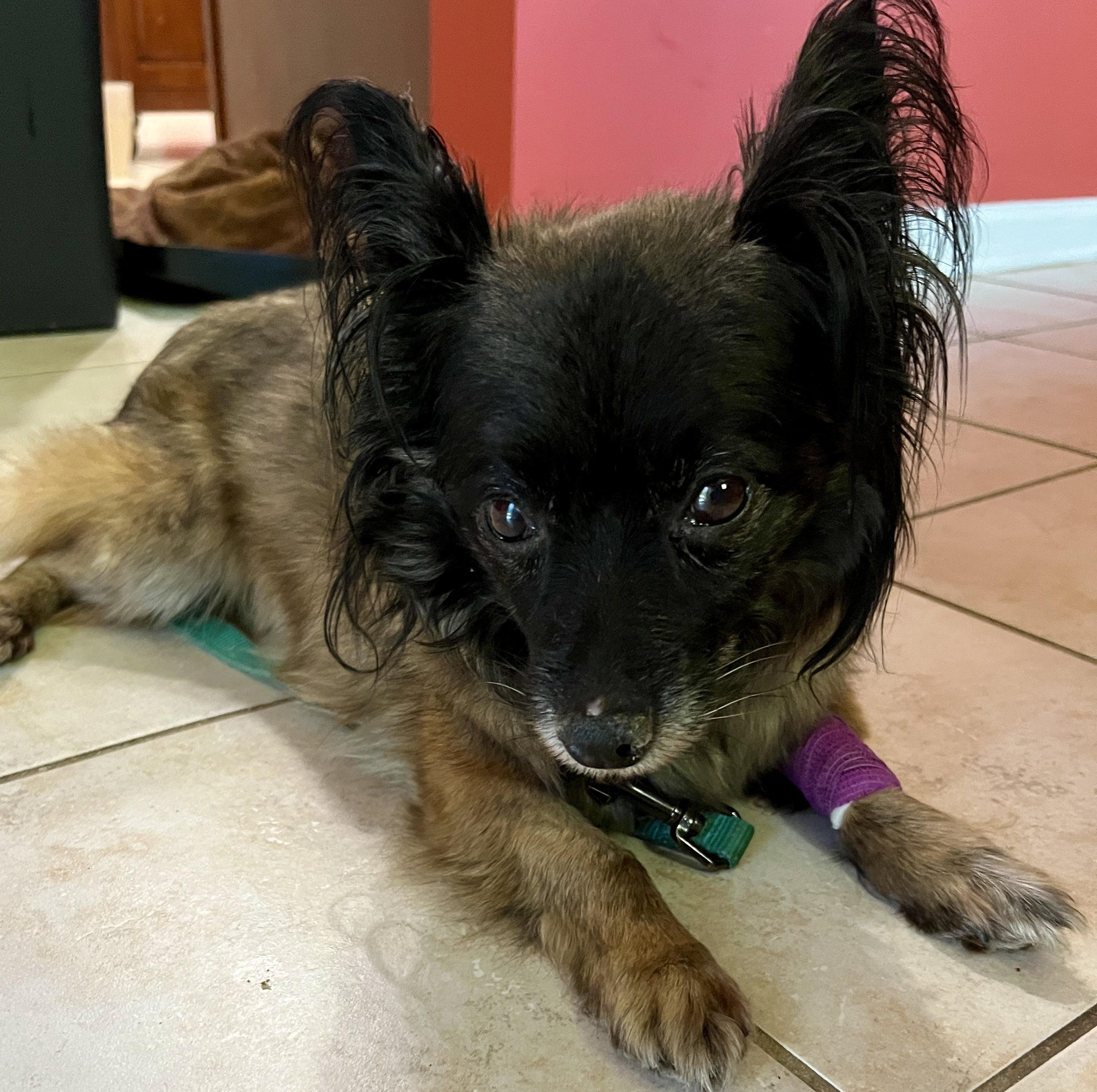 Genevieve, a Adoptable mixed breed in Bowie, MD image 2/4