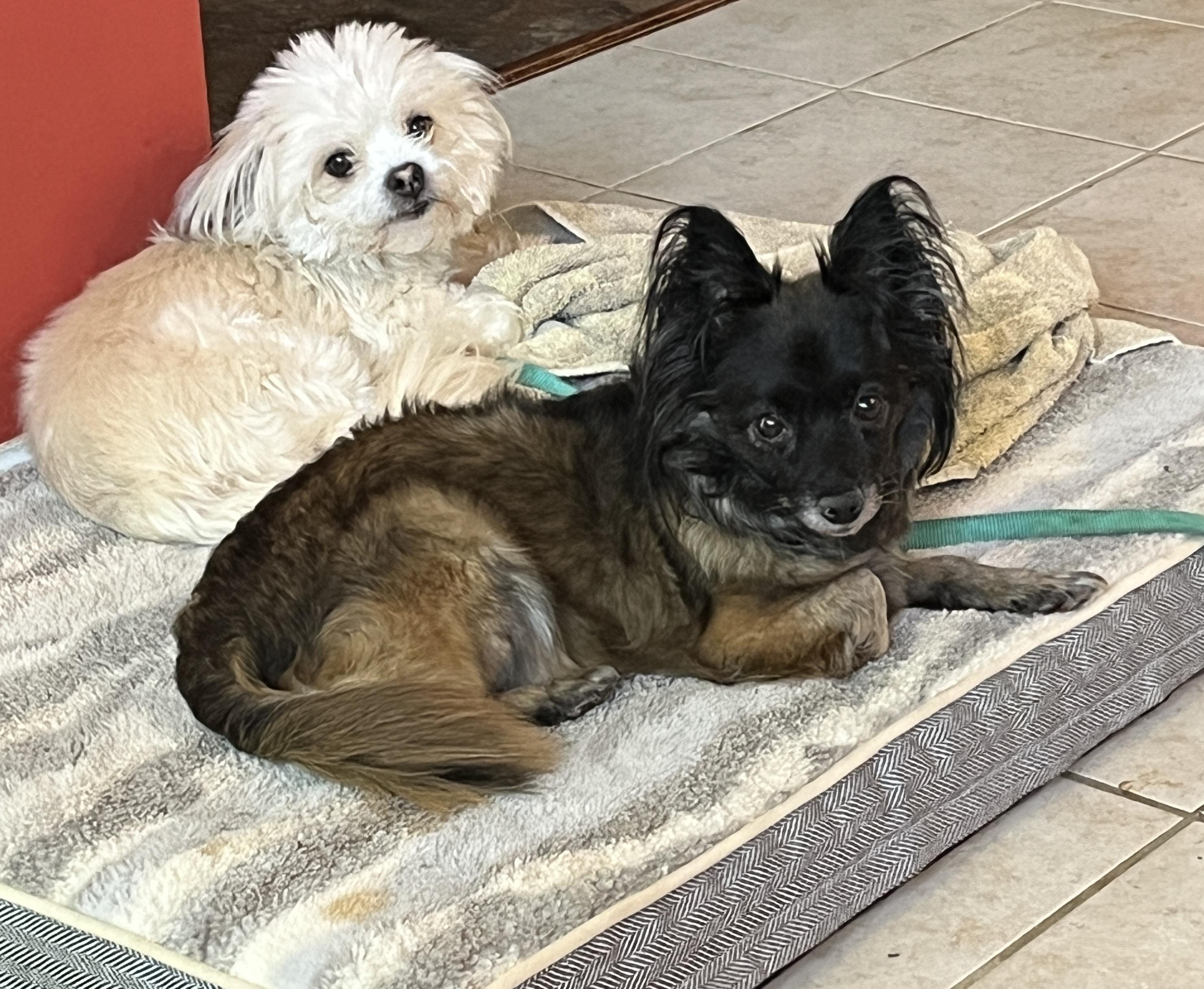 Genevieve thumbnail 4