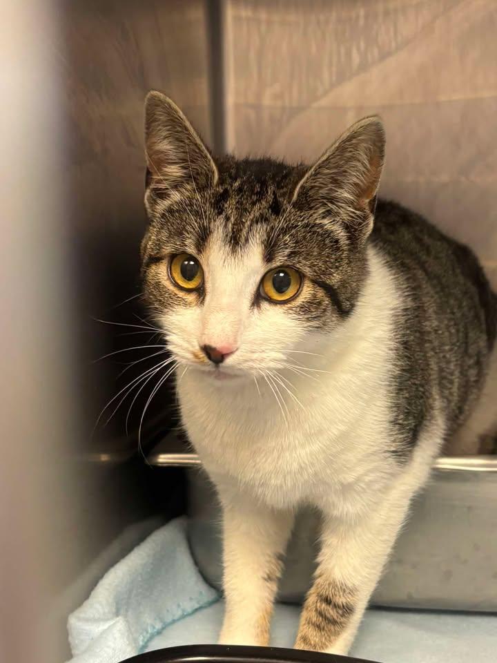 Gracie F091, ADOPTABLE, Young Female American Shorthair.