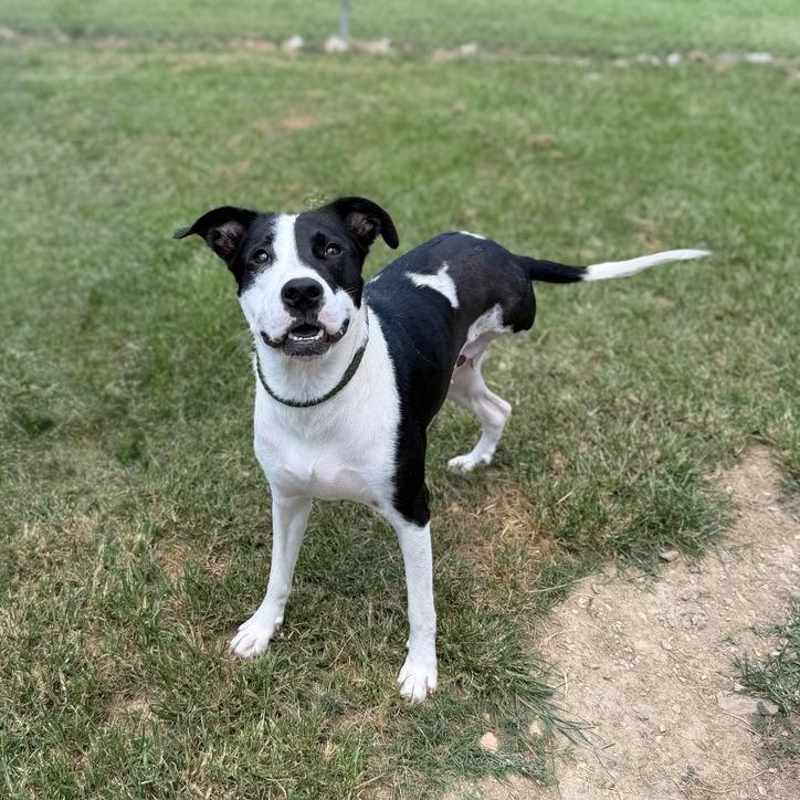 Lady Marmalade, Adoptable, Adult Female Terrier & Mixed Breed.
