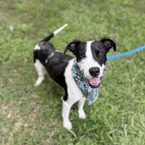 Enlarge Lady Marmalade, a Adoptable mixed breed in Carencro, LA image 1/5