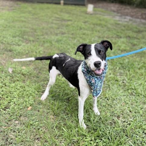 Enlarge Lady Marmalade, a Adoptable mixed breed in Carencro, LA image 2/5