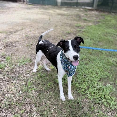 Enlarge Lady Marmalade, a Adoptable mixed breed in Carencro, LA image 3/5