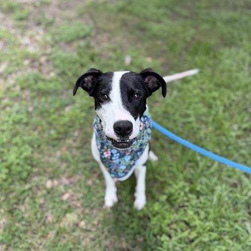 Enlarge Lady Marmalade, a Adoptable mixed breed in Carencro, LA image 4/5