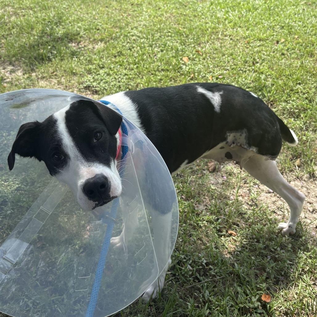 Lady Marmalade, a Adoptable mixed breed in Carencro, LA image 5/6