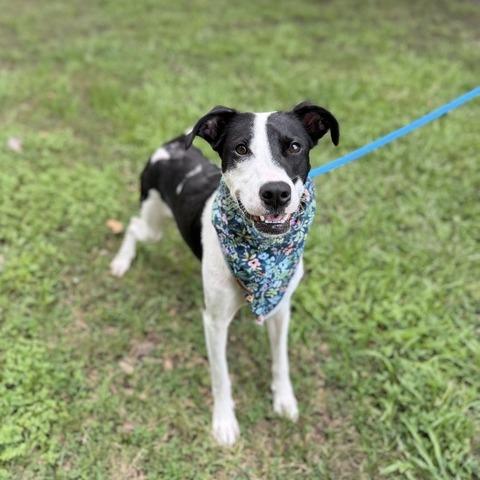 Enlarge Lady Marmalade, a Adoptable mixed breed in Carencro, LA image 5/5