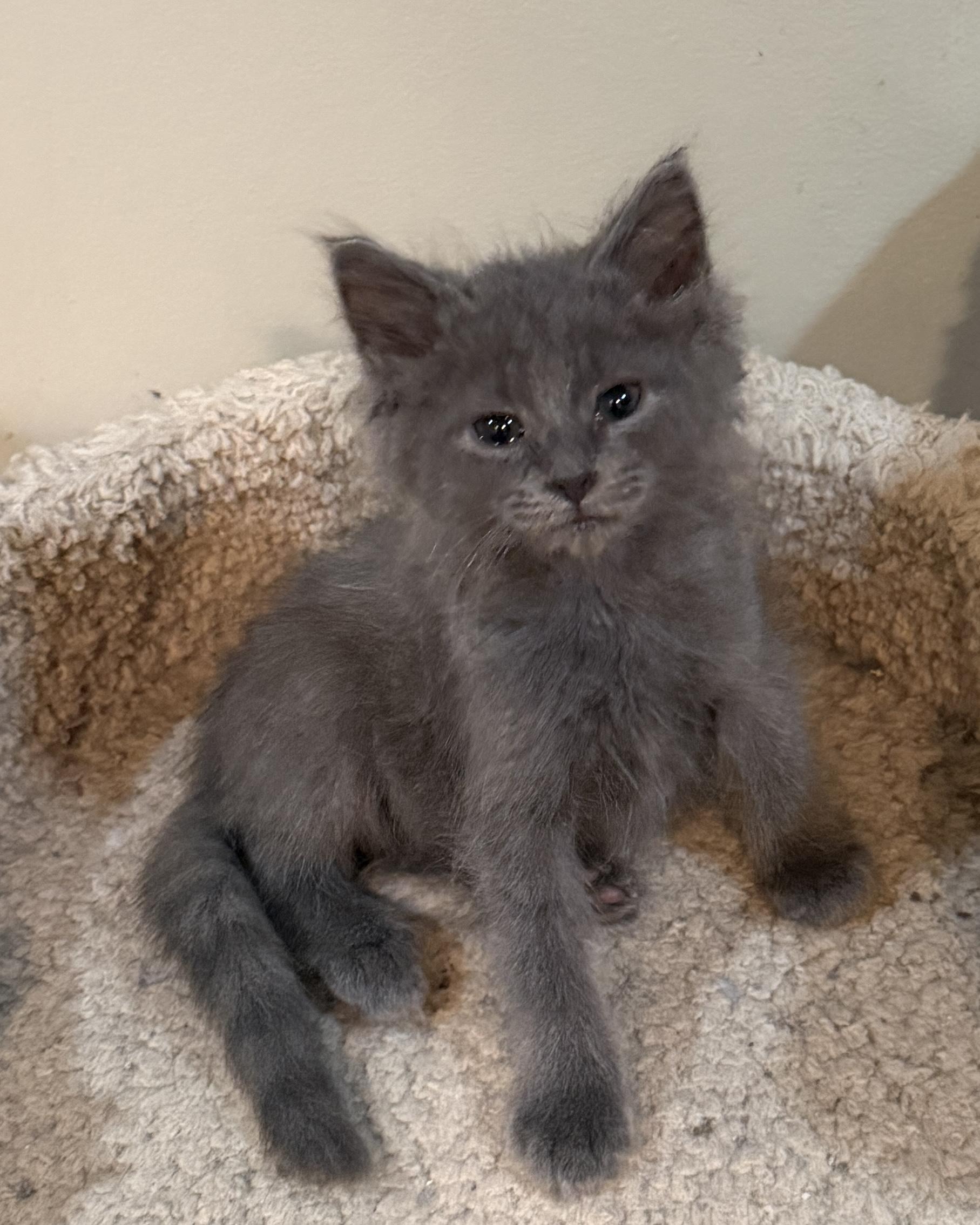 Dustin, a Adoptable Domestic Long Hair in East Hanover, NJ image 1/2