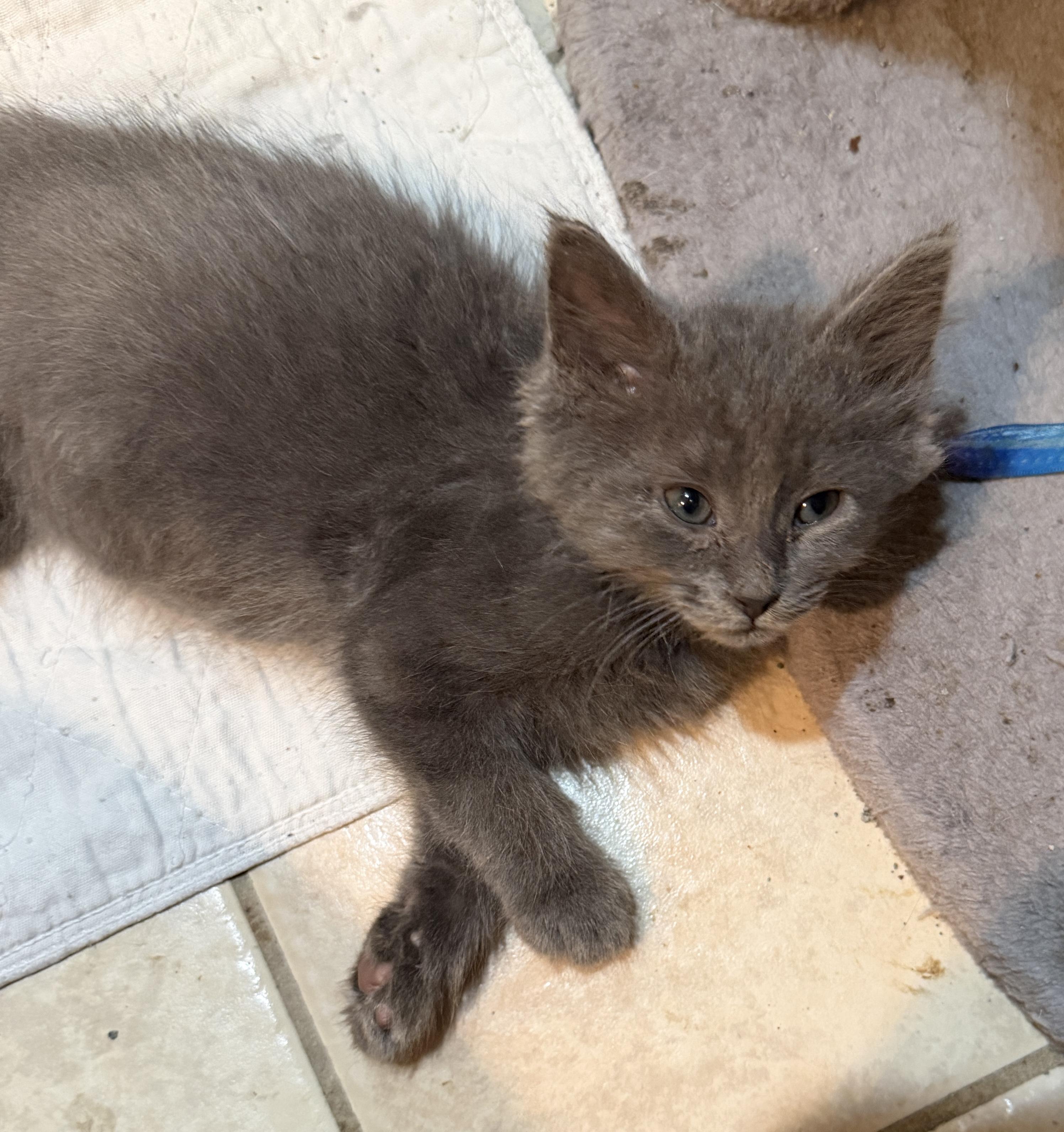 Dustin, a Adoptable Domestic Long Hair in East Hanover, NJ image 2/2