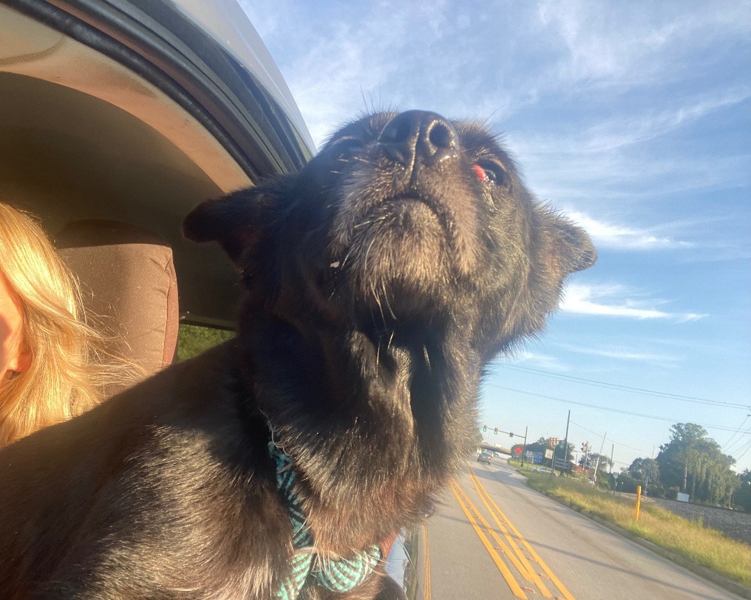 Enlarge Betty, an adopted mixed breed in Auburn, AL image 2/4