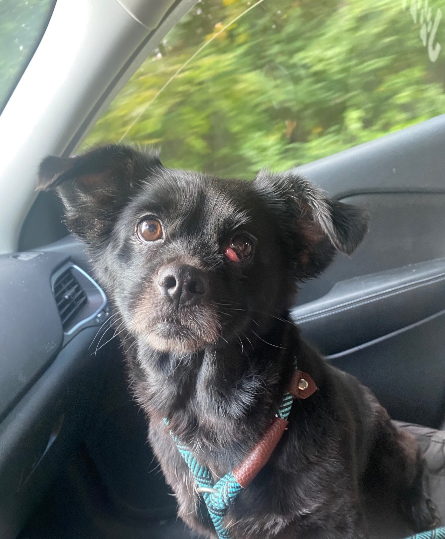 Enlarge Betty, an adopted mixed breed in Auburn, AL image 4/4