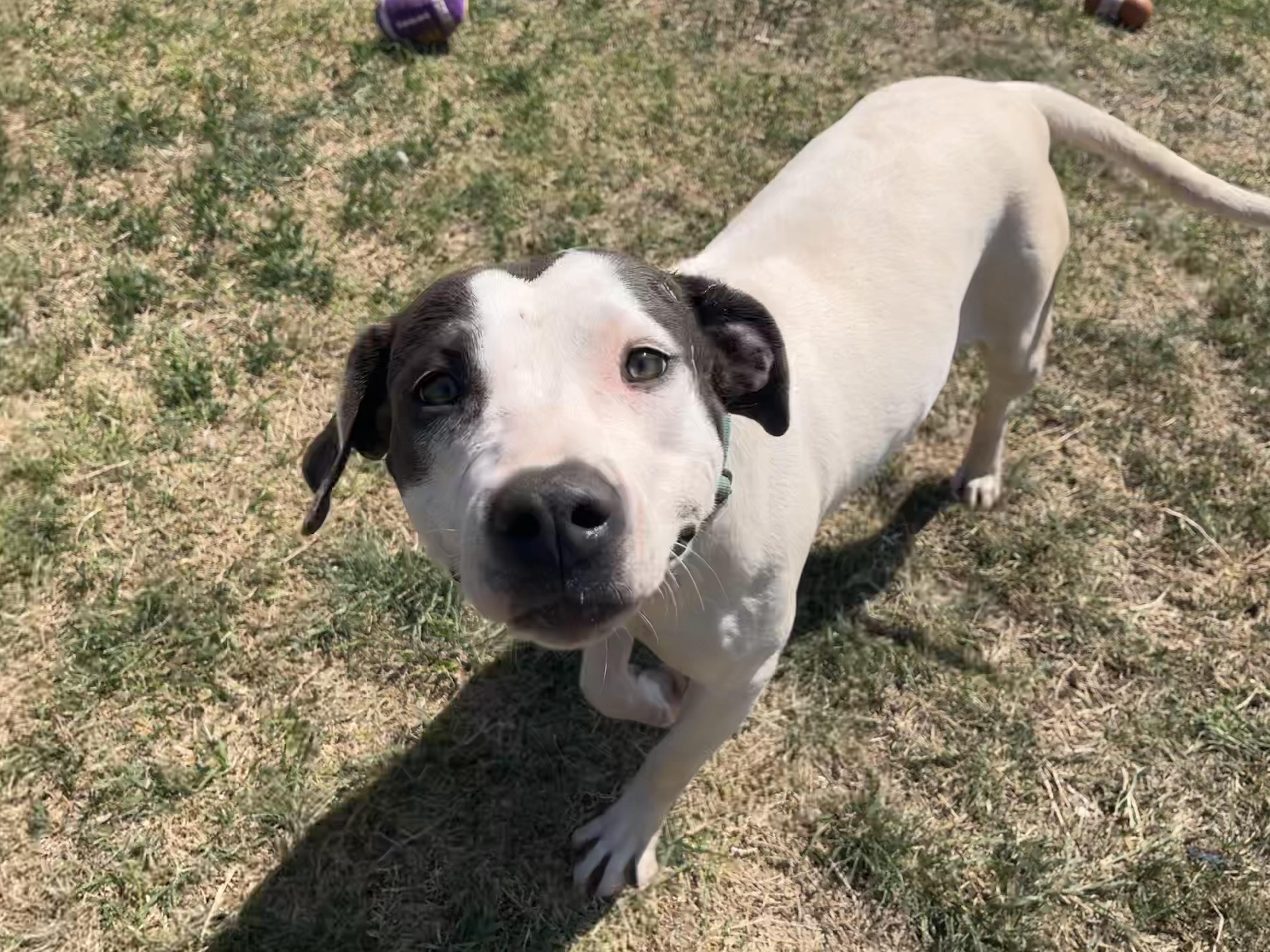 Enlarge Karo, a ADOPTABLE Pit Bull Terrier in Chickasha, OK image 5/6