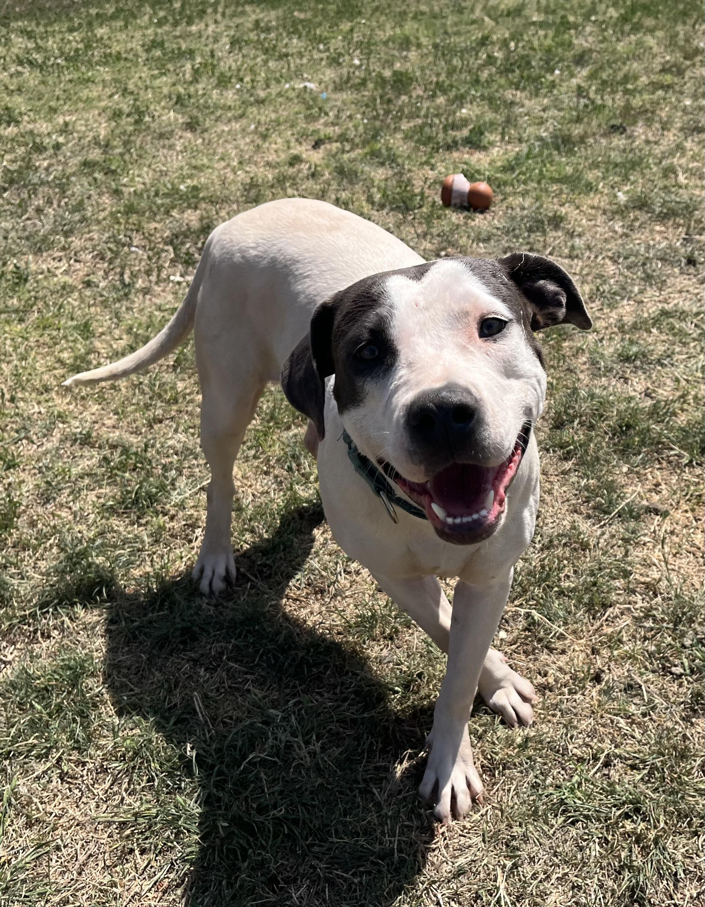 Enlarge Karo, a ADOPTABLE Pit Bull Terrier in Chickasha, OK image 2/6