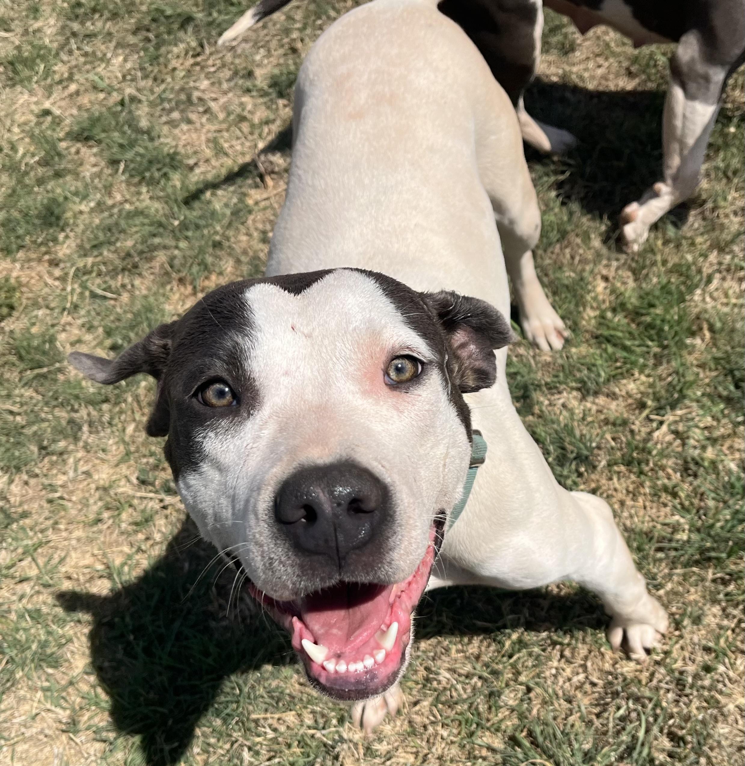 Enlarge Karo, a ADOPTABLE Pit Bull Terrier in Chickasha, OK image 3/6