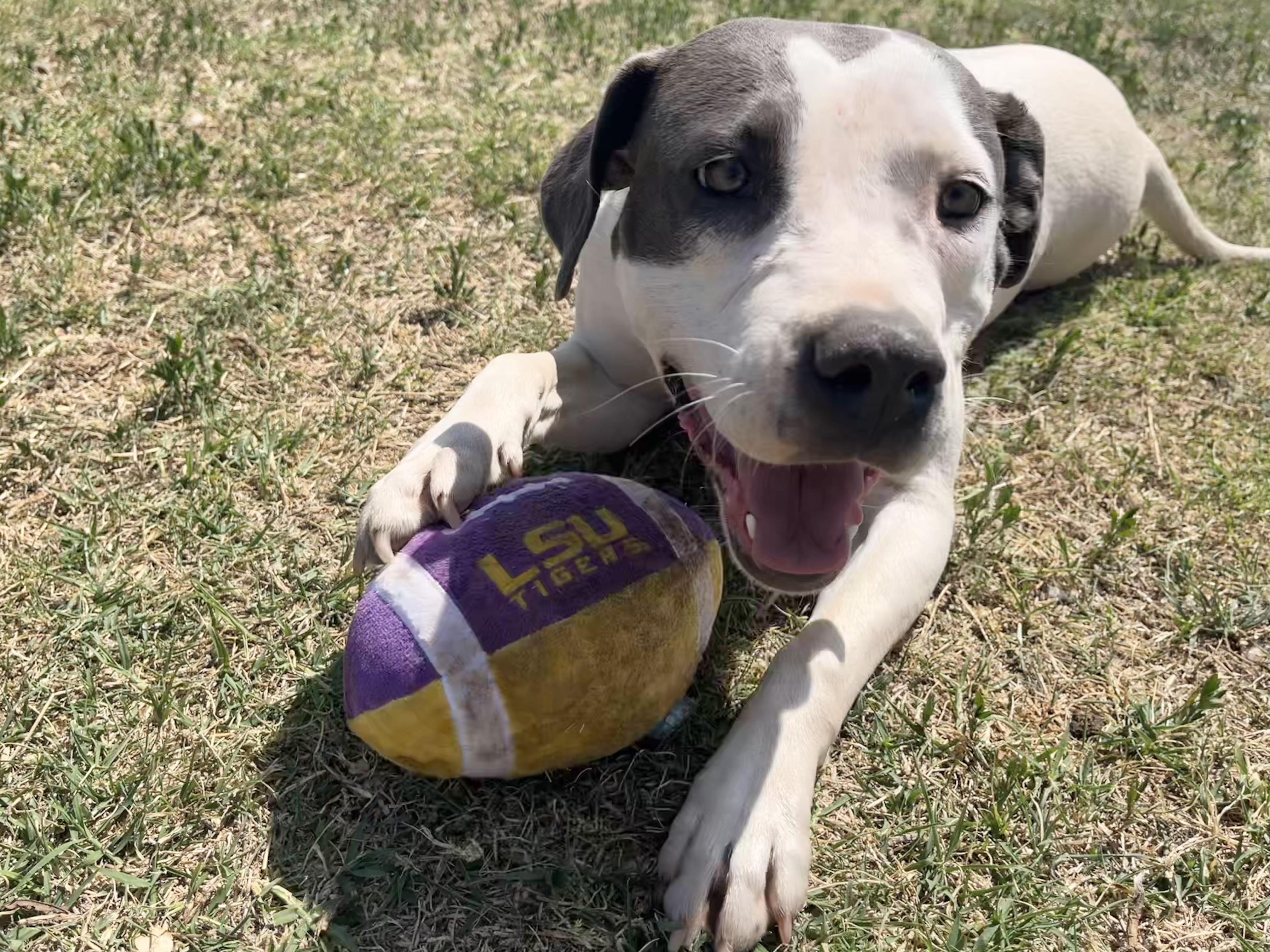 Karo, ADOPTABLE, Adult Female Pit Bull Terrier.