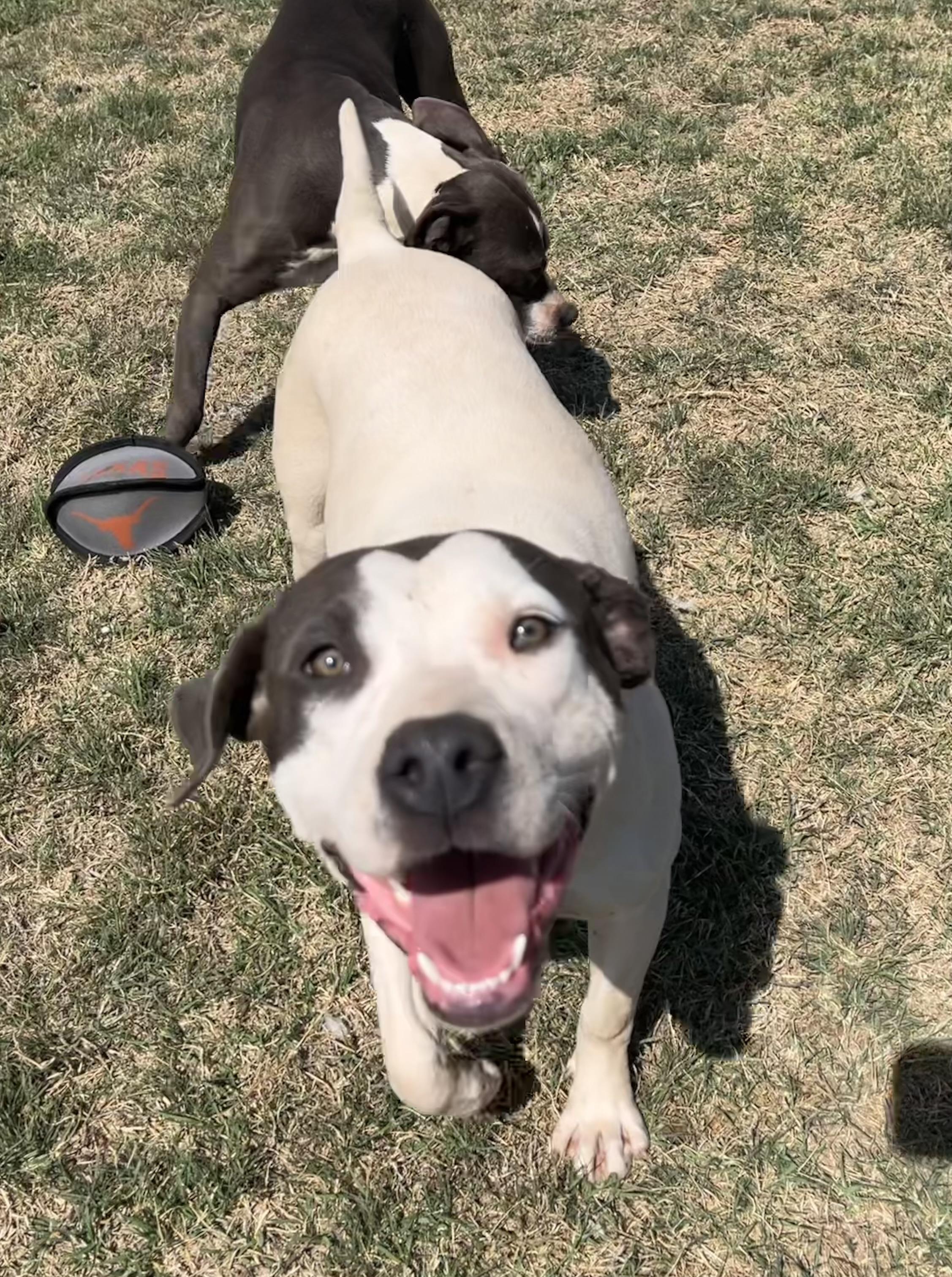 Enlarge Karo, a ADOPTABLE Pit Bull Terrier in Chickasha, OK image 4/6