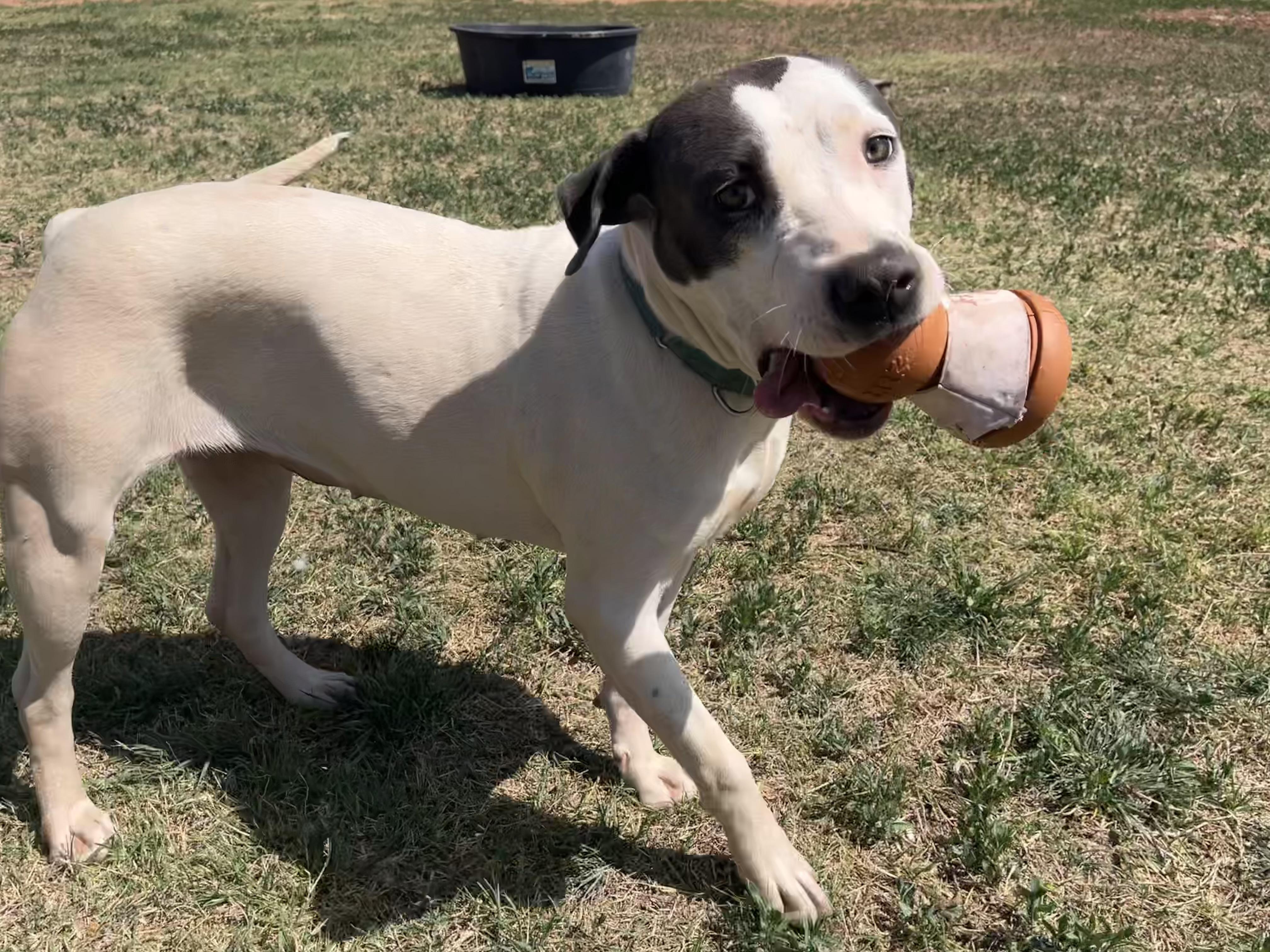 Enlarge Karo, a ADOPTABLE Pit Bull Terrier in Chickasha, OK image 6/6