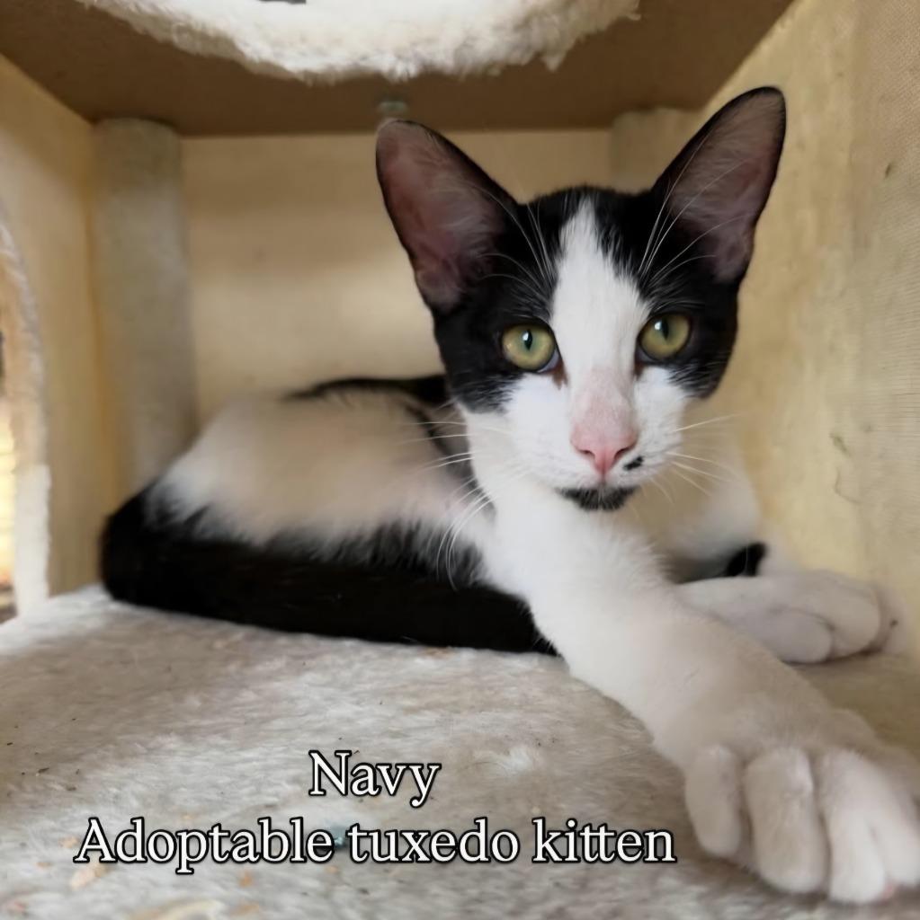 Navy, Adoptable, Kitten Male Domestic Short Hair.