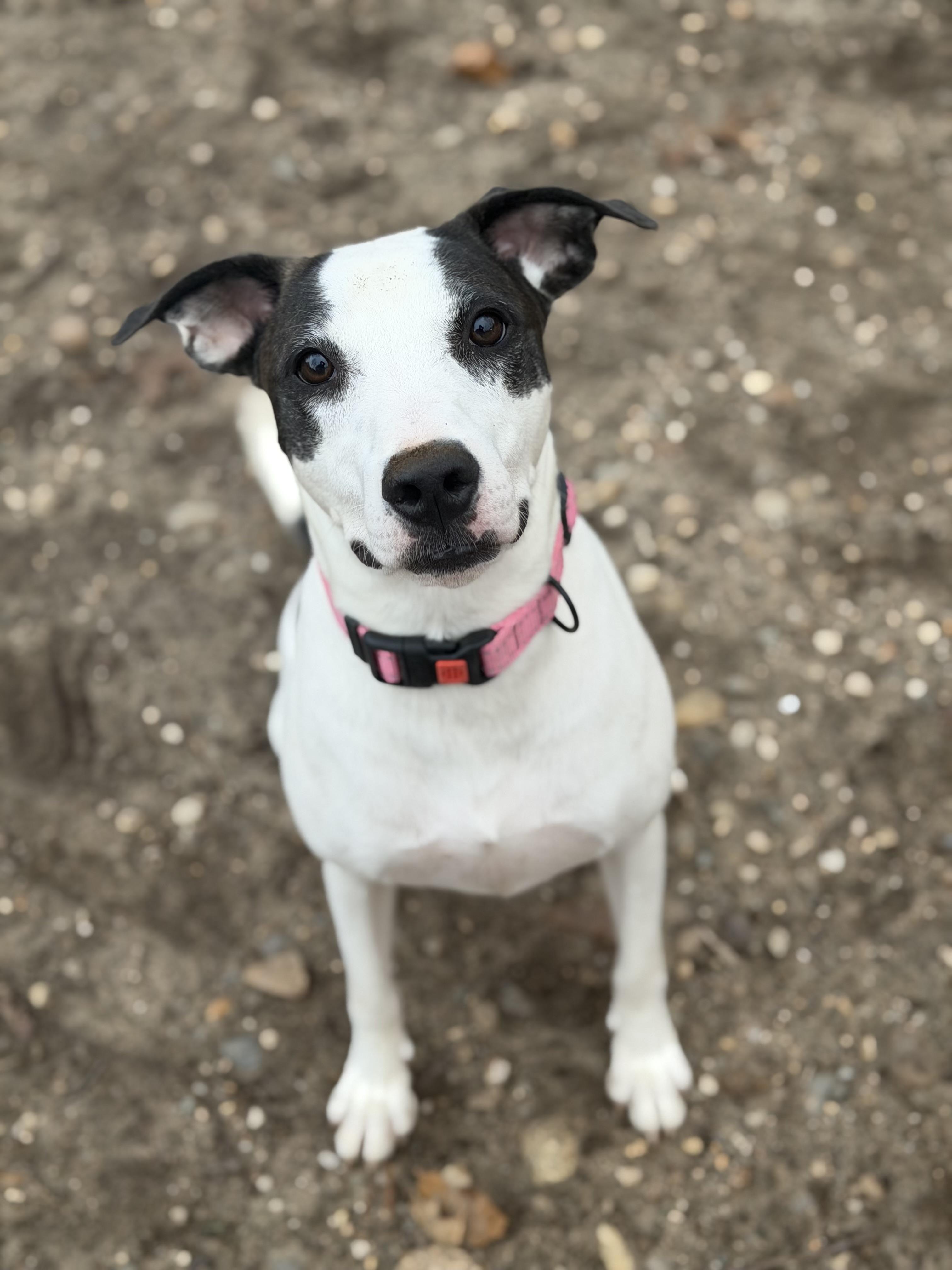 Hermione - 0695, Adoptable, Puppy Female Mixed Breed.
