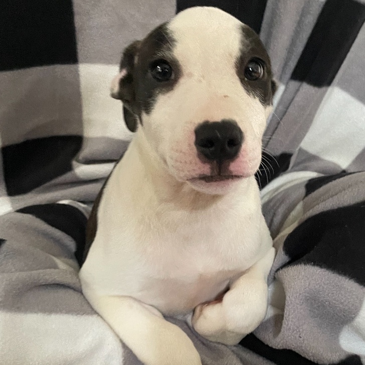 Enlarge Hermione - 0695, a Adoptable Mixed Breed in Lindenhurst, NY image 3/3