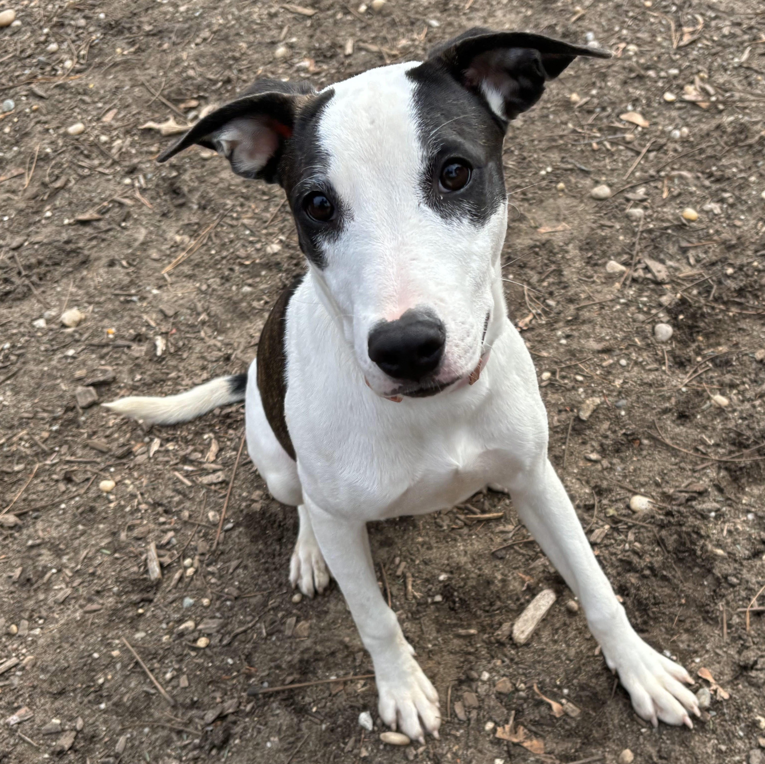 Enlarge Hermione - 0695, a Adoptable Mixed Breed in Lindenhurst, NY image 2/3