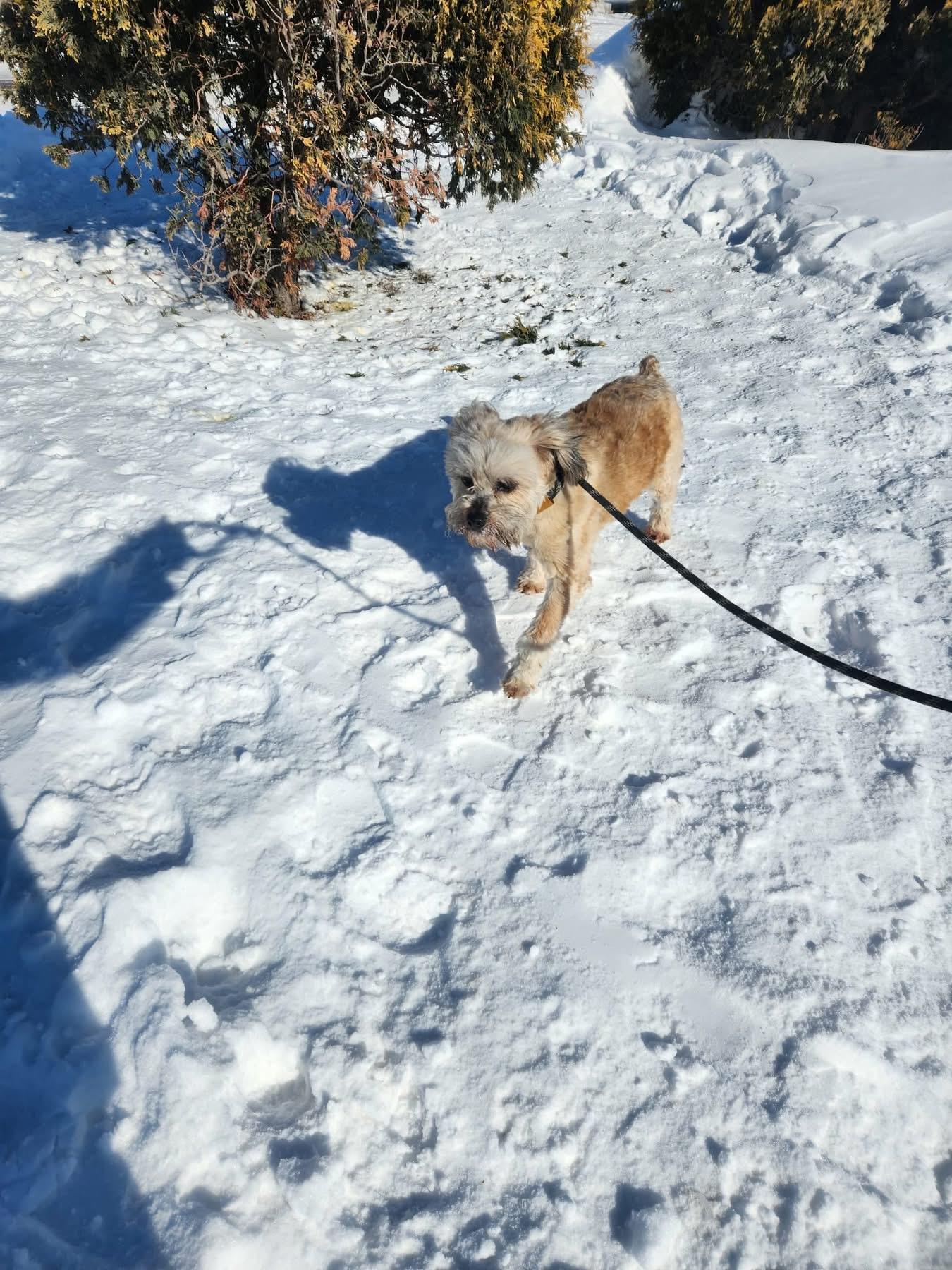 Hux, adopted, Adult Male Lhasa Apso.